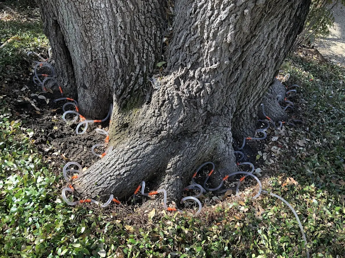 Detailed Tree Cabling and Bracing job site in New Johnsonville