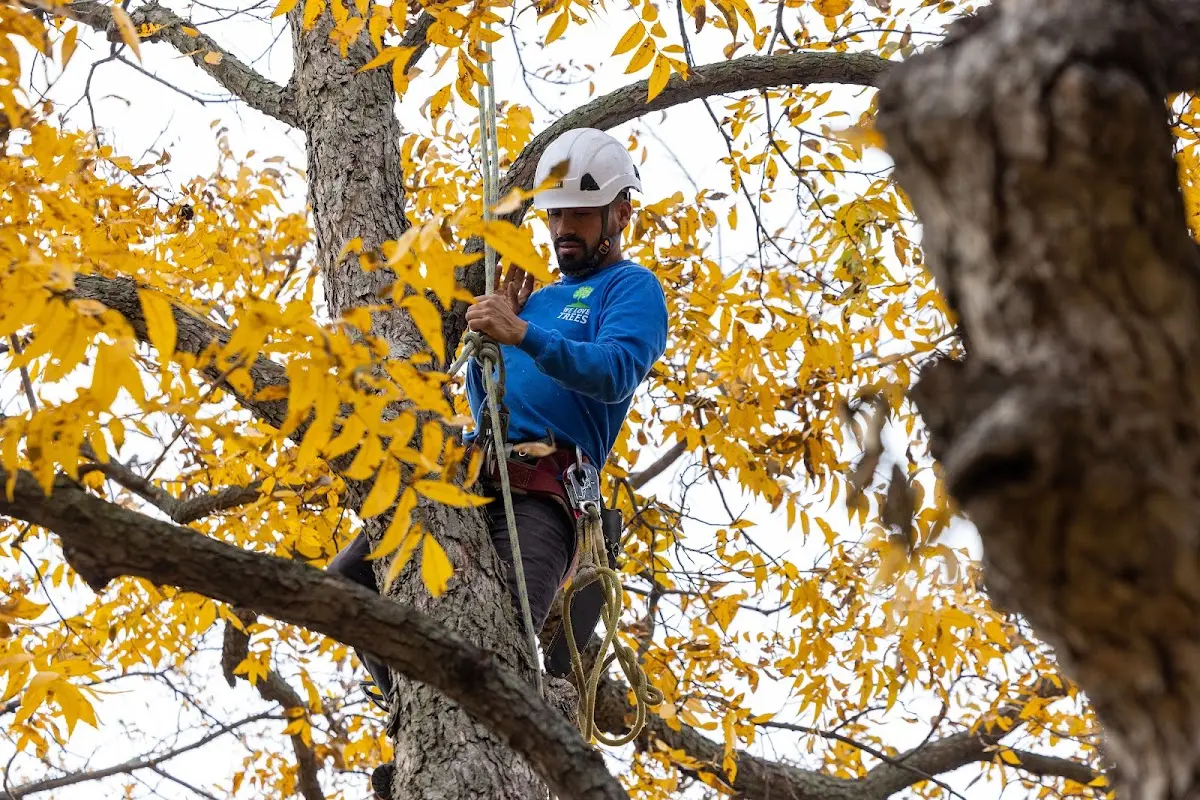 Skilled Tree Pruning crew working in New Johnsonville
