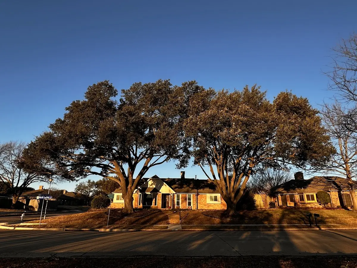 Established residential canopy tree shading a home in New Johnsonville